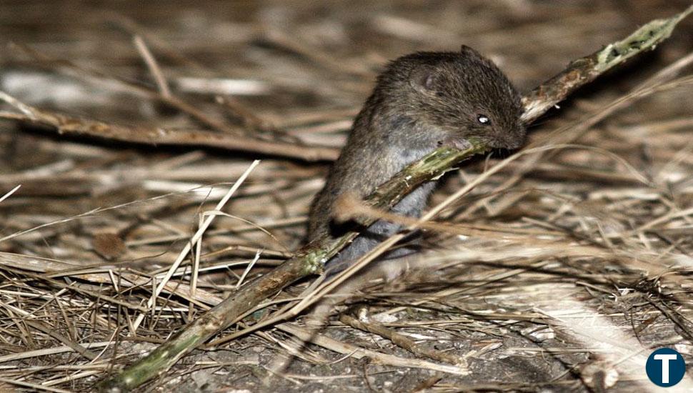 Palencia encabeza la lista de contagios de tularemia en Castilla y León