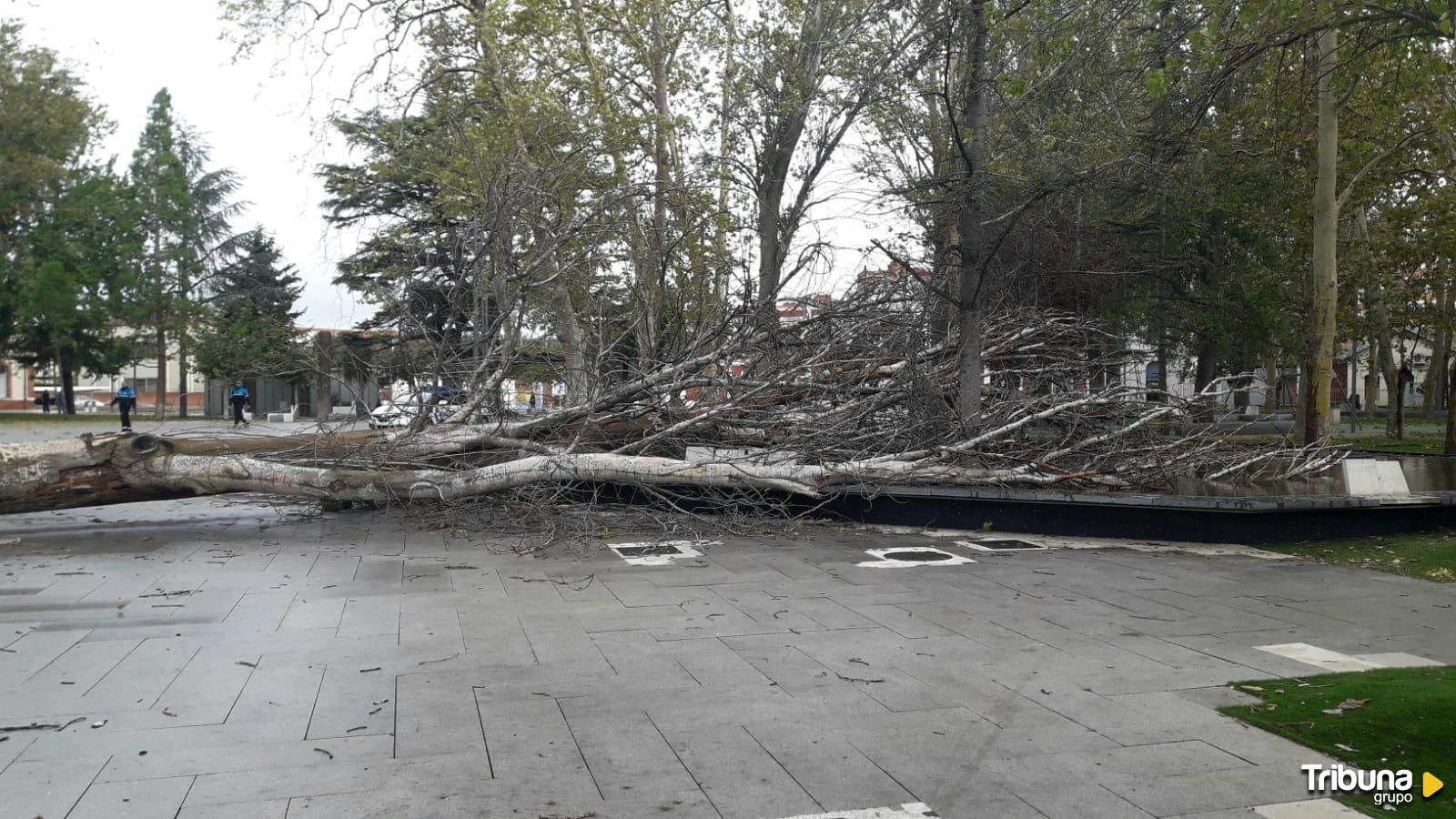 Cerrado el parque de los Jardinillos por la caída de un árbol