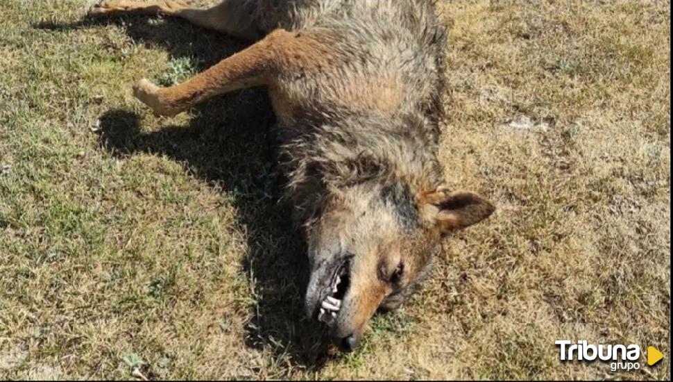 Ecologistas en Acción denuncia la muerte de un lobo en la Montaña Palentina  - Tribuna de Palencia.