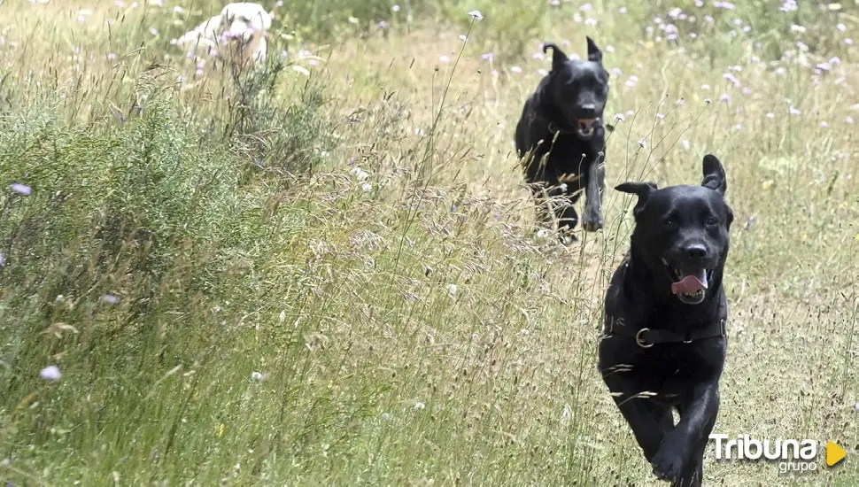 Una manada de perros asilvestrados provoca temor en los alrededores de Paredes