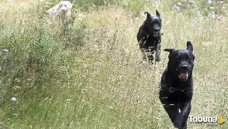 Una manada de perros asilvestrados provoca temor en los alrededores de Paredes