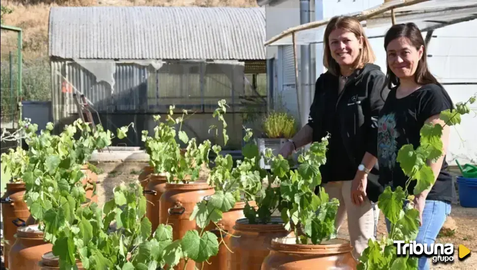 Las ventajas del uso del azufre en la viticultura