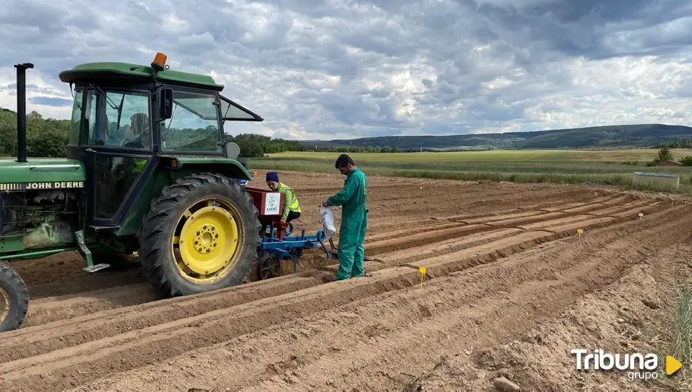 El Geoparque Las Loras promueve el cultivo de patata de siembra ecológica