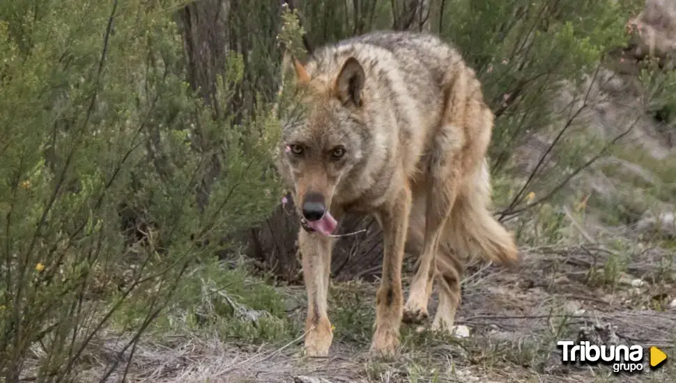 Dos personas serán juzgadas por un acto de furtivismo contra el lobo en Palencia