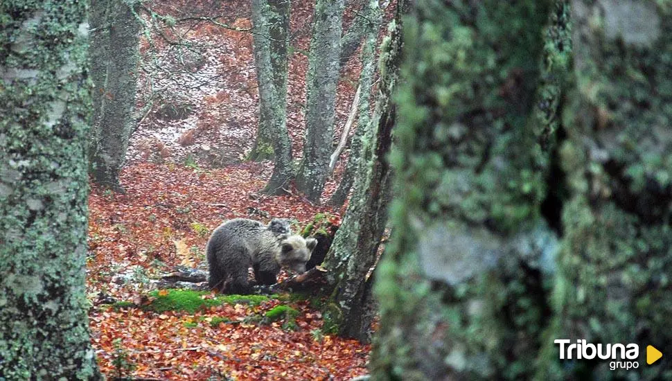 Dos años de cárcel para el cazador que mató a una osa en la Montaña Palentina