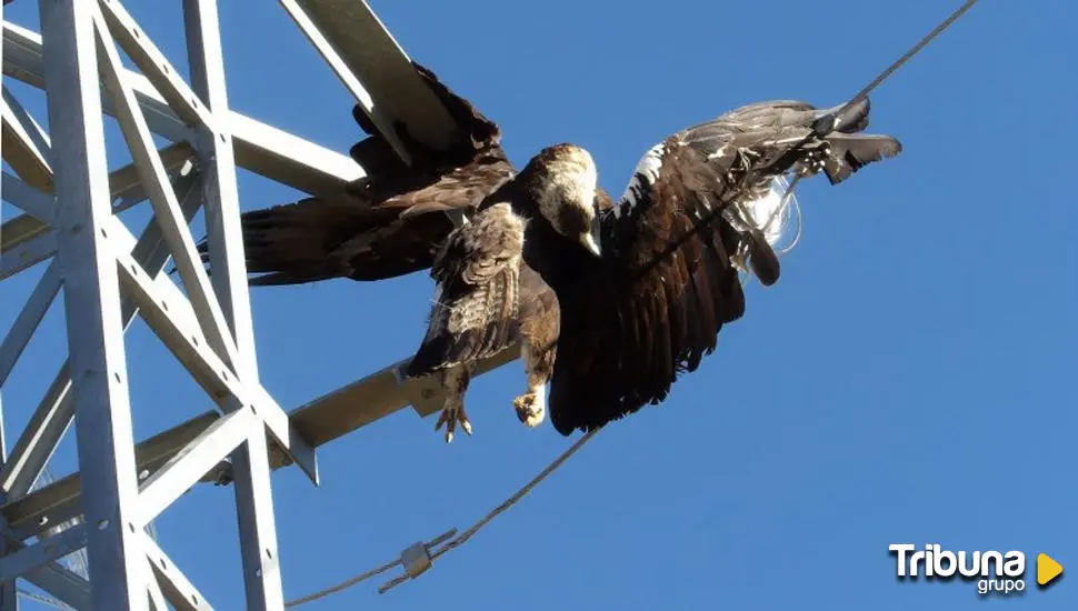 Denuncian la muerte de rapaces electrocutadas en Palencia