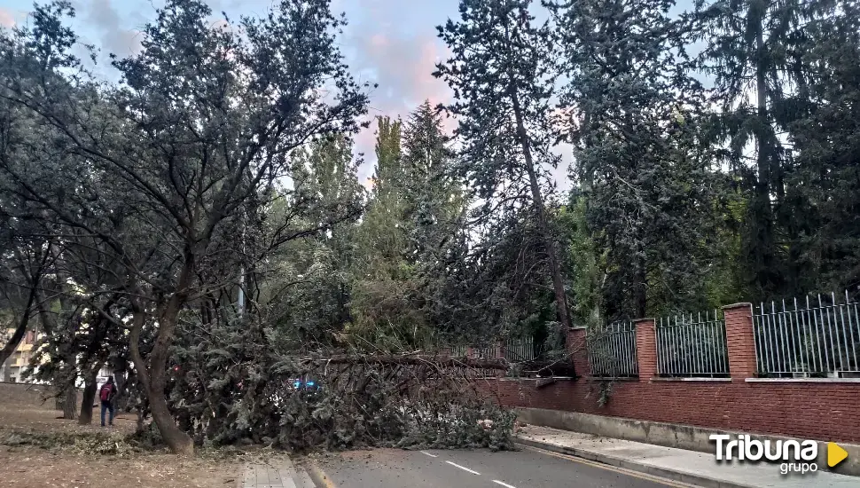 Cae un árbol de la Huerta Guadián sobre la calle