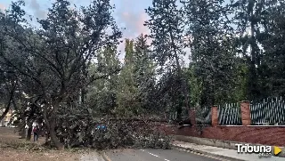 Cae un árbol de la Huerta Guadián sobre la calle