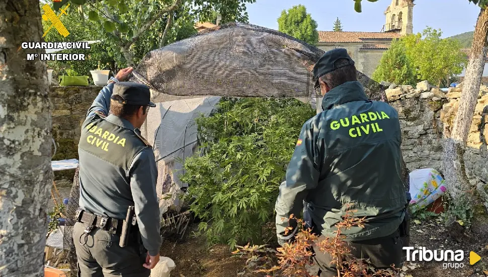 Detenidos por cultivar marihuana en Dehesa de Montejo