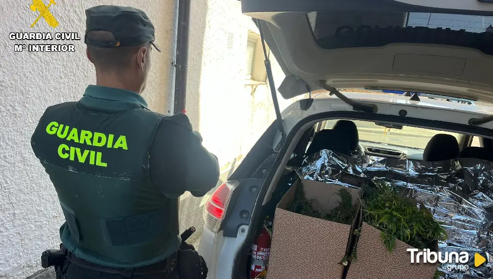 Detenido por cultivar 12 plantas de marihuana en Carrión