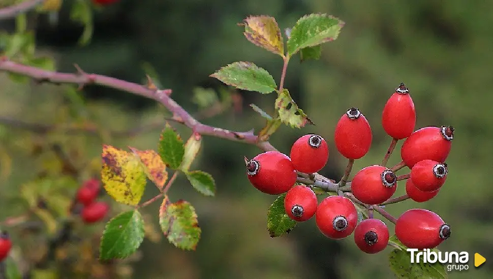 El escaramujo de la rosa silvestre, otra oportunidad para el Cerrato